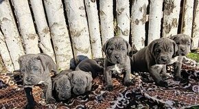 cane corso šteniatka