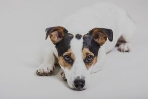 Kúpim šteniatko Jack Russell teriér