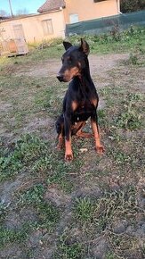 Doberman