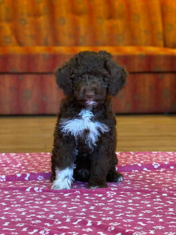 LAGOTTO ROMAGNOLO STENIATKO s PP