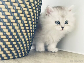 Scottish Fold mačiatko