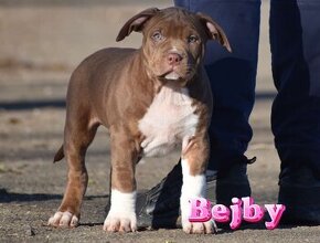 American Bully Xl