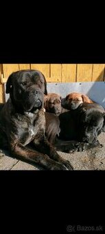 CaneCorso