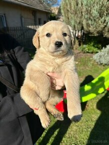 Šteniatka Labrador + Tatranský durič