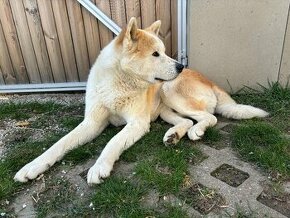 Akita inu na krytie , párenie