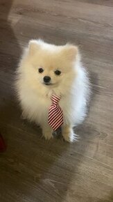 Pomeranian na krytie