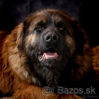 Leonberger krytie bez PP