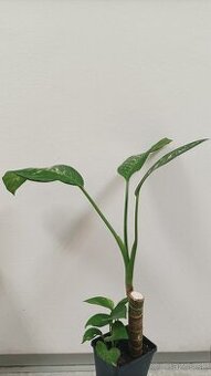 Difenbachia - dieffenbachia - 1