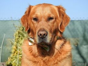 Zlatý retriever golden retriever na krytie  párenie - 1