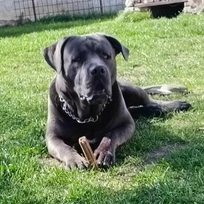 Cane Corso