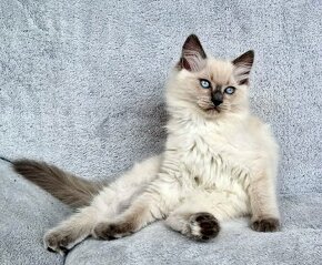 Mačička Ragdoll