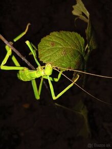 Drosopgea gigantea