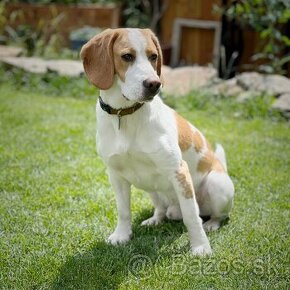 Darujeme 1,5 r. bigla/beagle