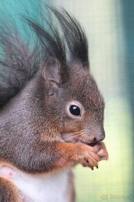 Veverička obyčajná - Sciurus vulgaris