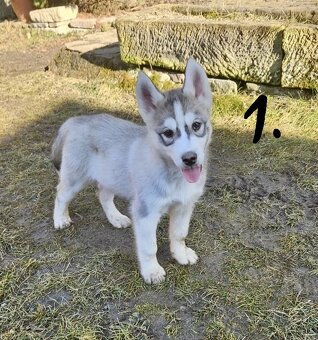 🤍🖤💙Sibiřský husky - štěňátka bez PP 🤍🖤💙 - 1