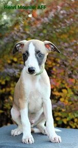 Whippet,Vipet s PP