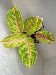 Aglaonema pink Parakeet