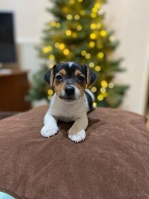 Jack russel terriér