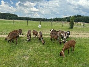 Anglonubijske kozy a kozliatka