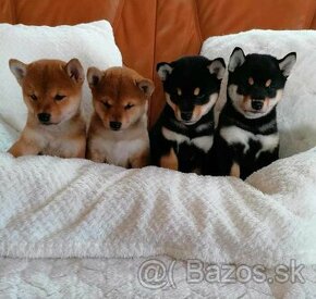 Shiba inu