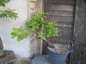 bonsai,bonsaj-DUBY