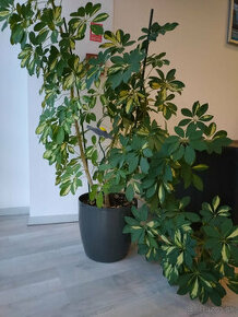 Panašovaná 180 cm šeflera / schefflera - Predaj