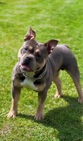 Kritie American Bully Pocket Blue and tan tricolor - 1