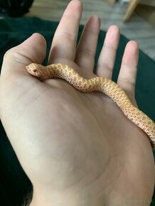 Heterodon nasicus albino samica