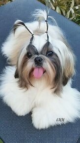 Shih Tzu (dievčatko)