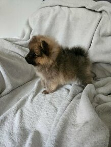 Pomeranian-nemecký špic