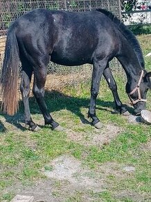 Welsh sportovy pony kobylu simel