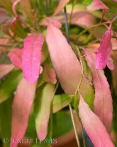 Ponúkam Pseudorhipsalis ramulosa 'Red Coral'