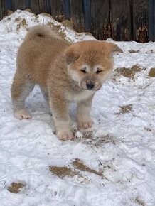 Akita inu