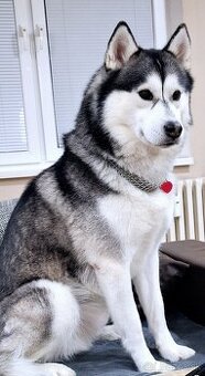 Sibirsky husky