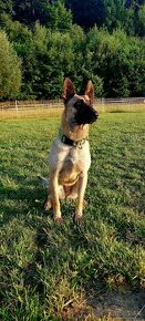 Belgický ovčiak malinois - 1