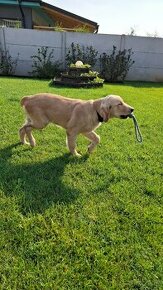 Zlatý retriever