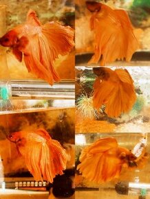 Betta Splendens -Bojovnica Pestrá