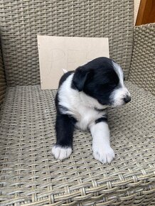 Posledné šteniatko Labradora retrievera