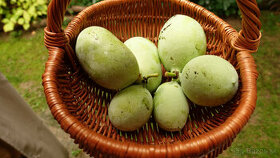 ❂ PAW PAW  / ASIMINA TRILOBA ❂