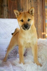 Shiba inu