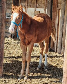 Paint horse hříbata