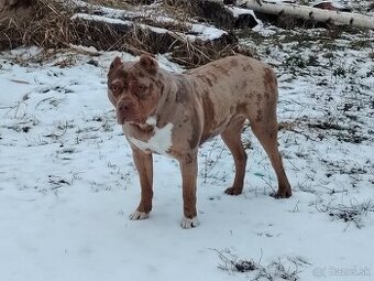 American Bully xxl