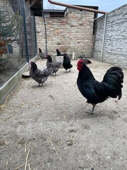 Australorp