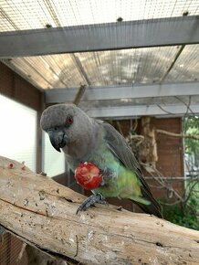 Poicephalus rufiventris - papagáj červenobruchý