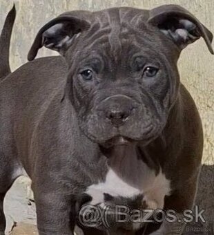 American Bully