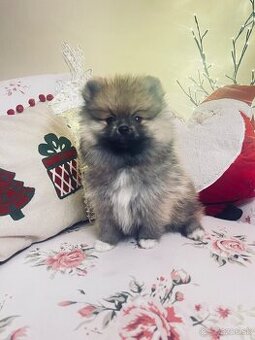 Pomeranian mini holčička