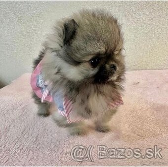 Pomeranian mini