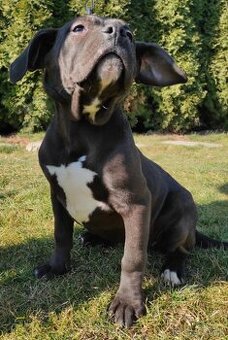 J&K bullys "ponúkame na predaj American bully Xl