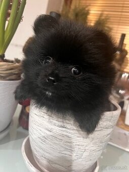 Pomeranian mini do 2,5 kg