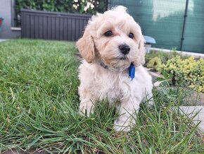 Maltipoo / yorkipoo šteniatka